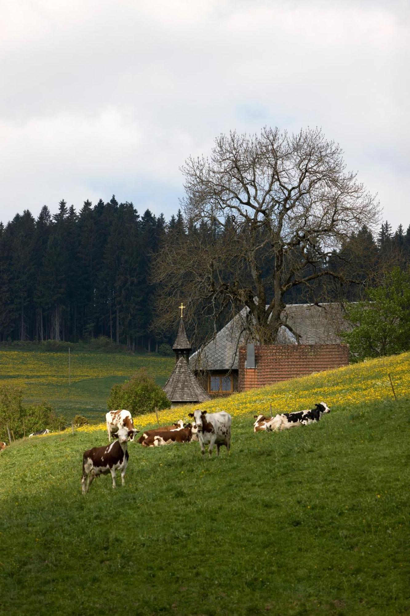 Drei Tannen - Wohnung 11 - Apartmenthaus, Titisee, Feldberg מראה חיצוני תמונה